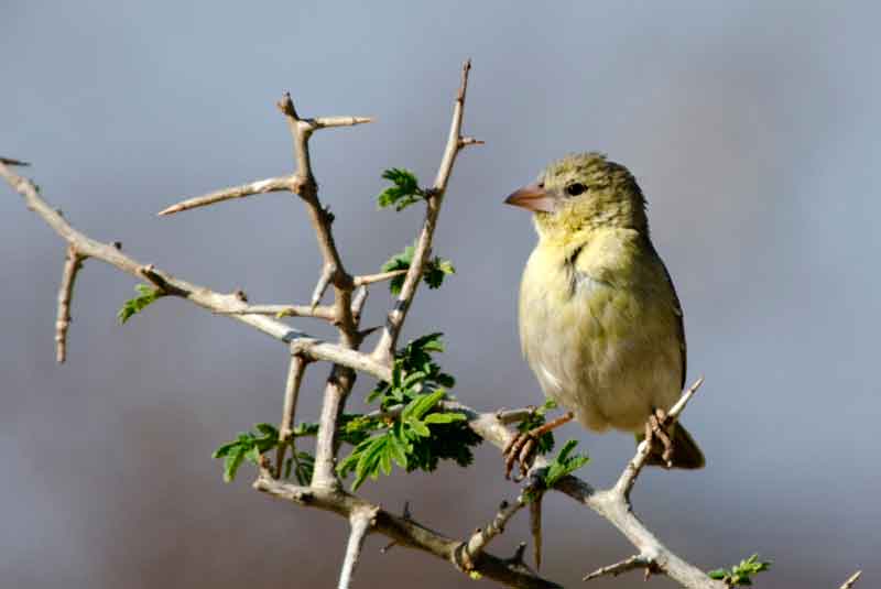 280 - Namibia - pajaro Southern masked-waever - parque nacional de Etosha